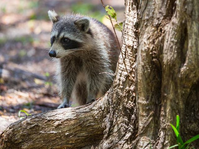 home-racoon-slider-005