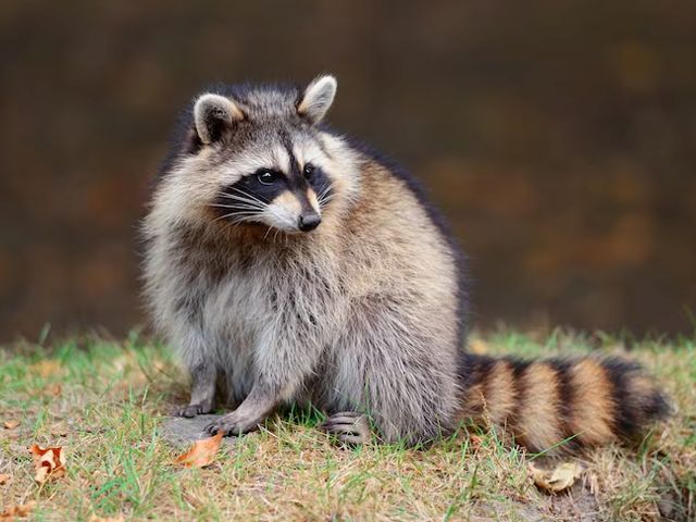 home-racoon-slider-006